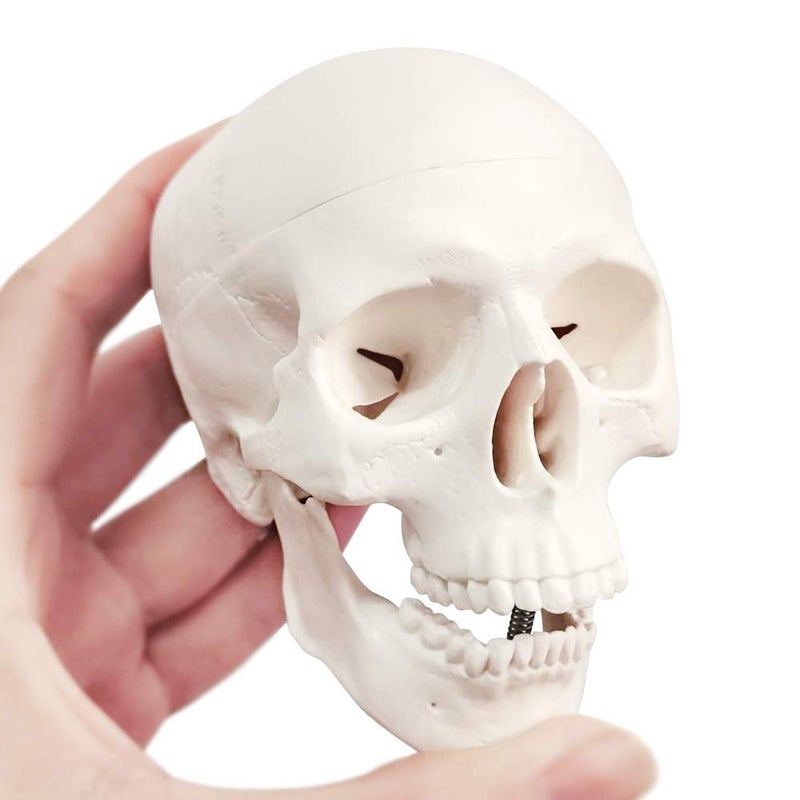 EVOTECH SCIENTIFIC Mini Human Skull Model, 3 Parts Palm-Sized Anatomy Skull Model with Removable Skull Cap & Full Set Teeth, School Teaching-Learning Tool, Fun Decorations Halloween Decorations Pirate Themed Decorations - Image 1